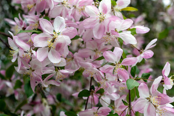 pink cherry blossom