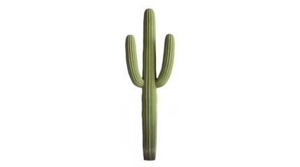 Majestic saguaro cactus featuring three prominent arms and vertical ribbed texture, casting subtle shadows, isolated on a transparent background, PNG image, PNG file.