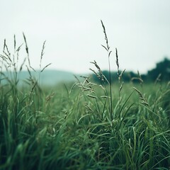 A serene landscape featuring tall grass swaying gently in the breeze, set against a misty backdrop.