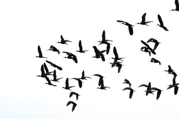 Flock of glossy Ibis (Plegadis falcinellus) flying on white sky background. Bird, animal idea concept. Ornithology. Copy space, blank, empty. Grainy, noisy.	
