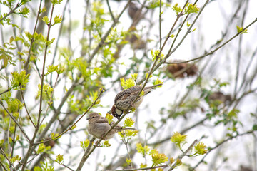  Spanish sparrow. Spanish Sparrows (Passer hispaniolensis) perched on a tree branch. Bird, animal...