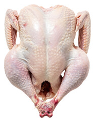 PNG Raw turkey background poultry chicken.