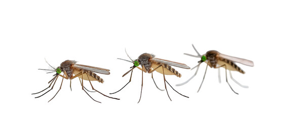 Close-up of three mosquitoes in flight, showcasing their detailed anatomy and wings against a plain background