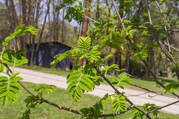 Fresh young green rowan leaves in spring