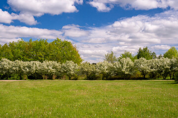 Forest Arboretum in Stradomia Dolna, Poland.