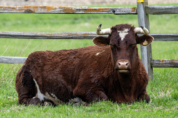 cows in a field