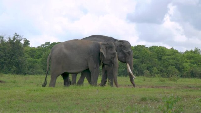 two Sumatran elephant (Elephas maximus sumatranus) walking side by side in the savanna at Way Kambas National Park Lampung Indonesia