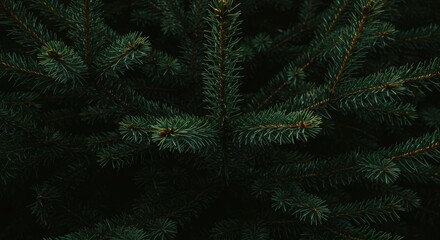 Close-up view of fragrant evergreen boughs showcases their sharp needles and deep, shadowy green hues