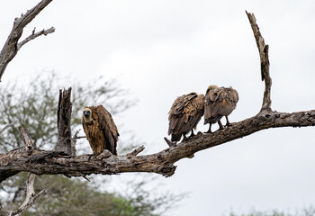 White-backed African vulture on dry branch in forest. Kruger National Park, South Africa. Animal wildlife bird background. Safari at savanna. Three birds on tree