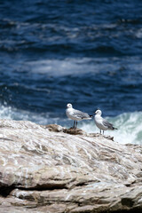 Summer vacation, Hartlaubs gull (Chroicocephalus hartlaubii). Two seagulls (Larus) couple birds stand on stone against the background of blue Atlantic ocean. Seascape, natural wallpaper, copy space