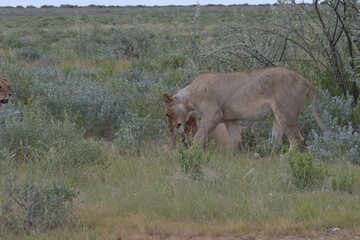 lion in wild savanna , animal of africa