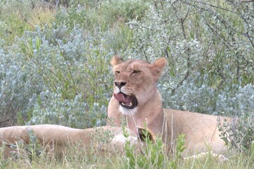 lion in wild savanna , animal of africa