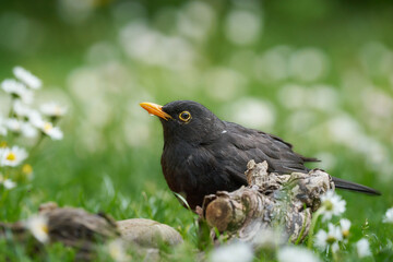 Amsel
