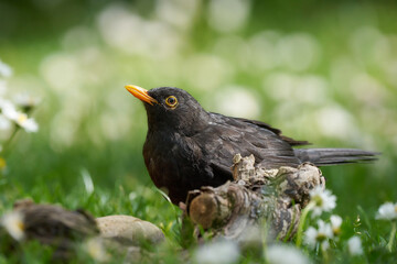 Amsel
