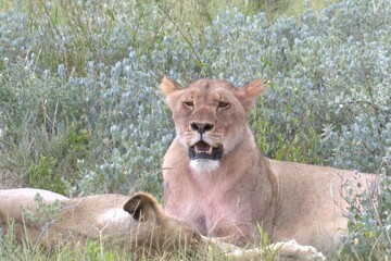 lion in wild savanna , animal of africa