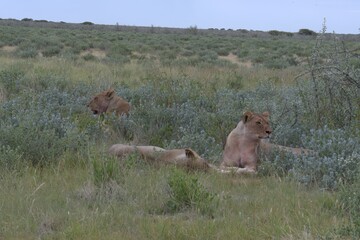 lion in wild savanna , animal of africa
