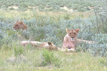 lion in wild savanna , animal of africa