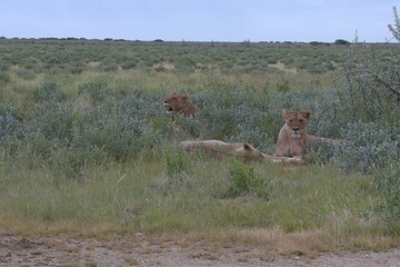 lion in wild savanna , animal of africa