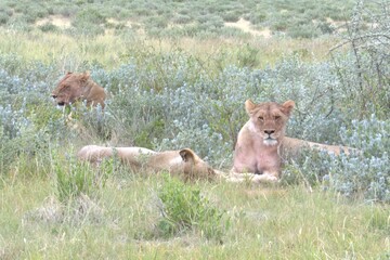 lion in wild savanna , animal of africa