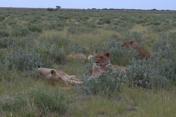 lion in wild savanna , animal of africa
