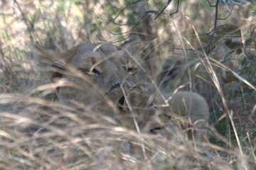 Lion in wild savanna , animal of africa