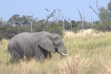 Elephant in wild savanna , Animal of africa