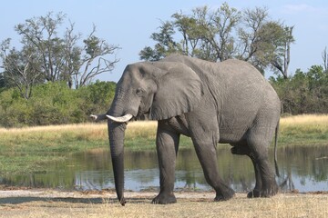 Elephant in wild savanna , Animal of africa