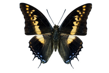 A Charaxes castor butterfly displays its striking wings while resting. Its bold colors and intricate patterns can be observed in clear detail, highlighting its beauty and uniqueness.