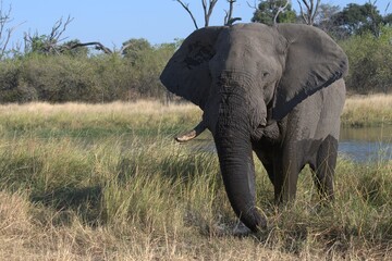 Elephant in wild savanna , Animal of africa