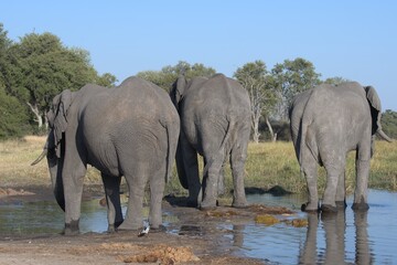 Obraz premium Elephant in wild savanna , Animal of africa