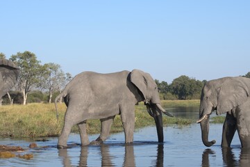 Elephant in wild savanna , Animal of africa