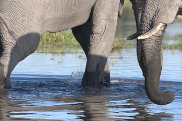 Elephant in wild savanna , Animal of africa