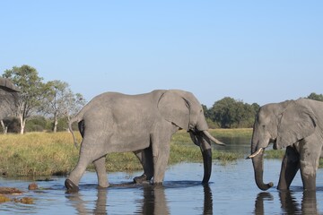 Elephant in wild savanna , Animal of africa