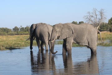 Elephant in wild savanna , Animal of africa