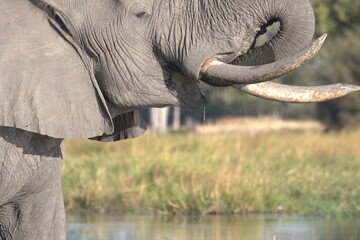 Elephant in wild savanna , Animal of africa