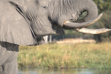 Elephant in wild savanna , Animal of africa
