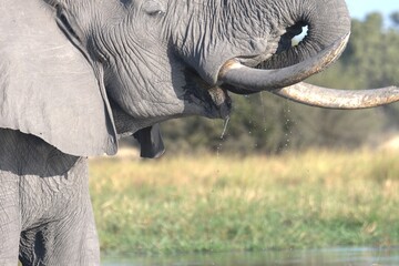 Elephant in wild savanna , Animal of africa