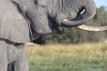 Elephant in wild savanna , Animal of africa