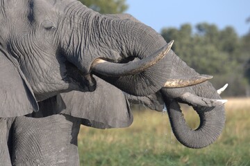 Elephant in wild savanna , Animal of africa