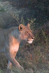 Lion in wild savanna , animal of africa