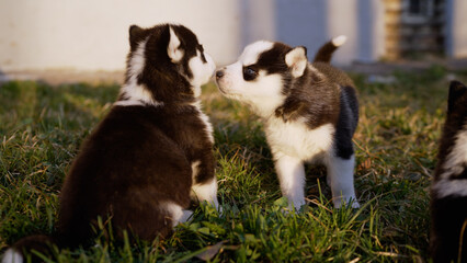 Obraz premium Siberian husky puppies playing together on green grass