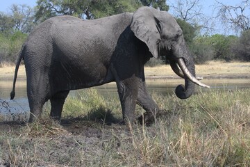 elephant in wild savanna , Animal of africa