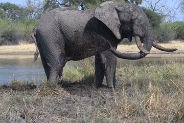 elephant in wild savanna , Animal of africa