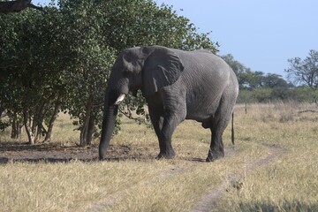 elephant in wild savanna , Animal of africa