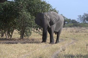 Obraz premium elephant in wild savanna , Animal of africa