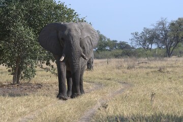 Obraz premium elephant in wild savanna , Animal of africa