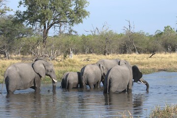 elephant in wild savanna , Animal of africa