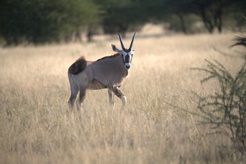 orix in wild savanna , Animal of africa