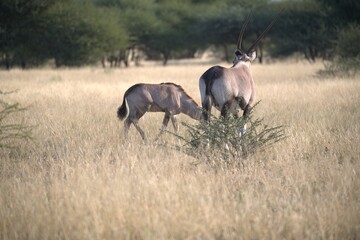 orix in wild savanna , Animal of africa