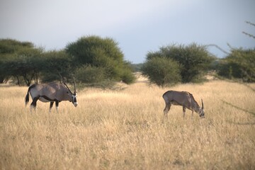 Fototapeta premium orix in wild savanna , Animal of africa